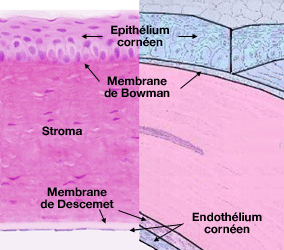 Cornee histologie