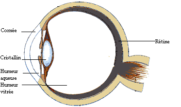 Oeil bis